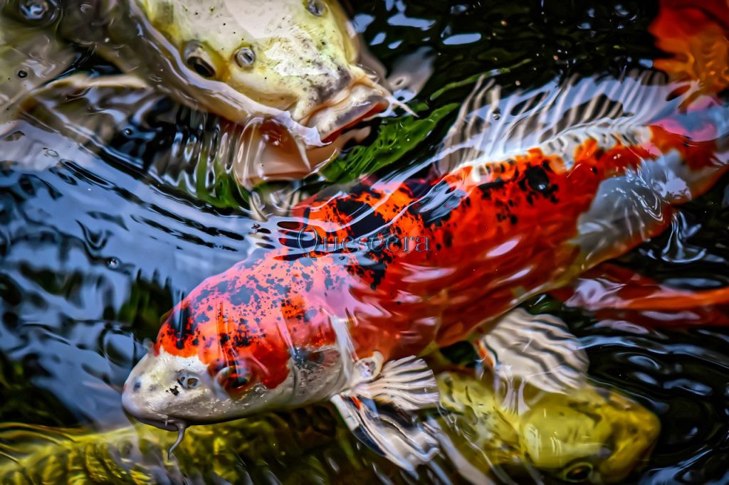 Koi Fish - A Symbol of Wealth and Prosperity